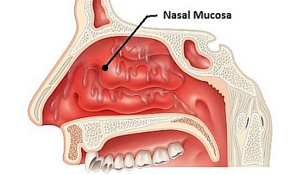 nasal-mucosa