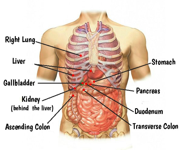 If You Look At The Image Below You Can See That The Rib Cage Protects 